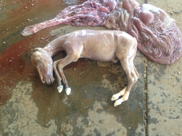 aborted foal